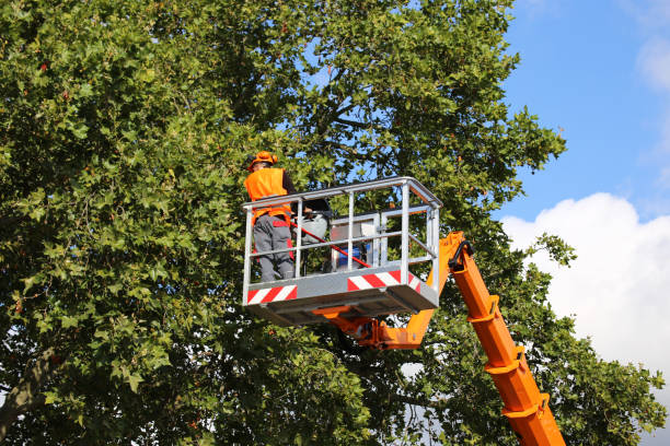 Professional Tree Removal and Landscaping Services in Drexel Hill, PA